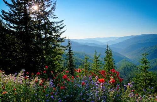 Idaho, North, Wallace, St. Joe National Forest, Moon Pass. Looking into the St. Joe River Drainage with summer wildflowers near the top of Moon Pass.