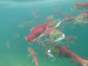 Snake River Sockeye Salmon